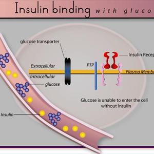 Diabetes Sugar Chart - Diabetes Pathophysiology - How Environmental Changes Can Influence The Incidence Of Diabetes